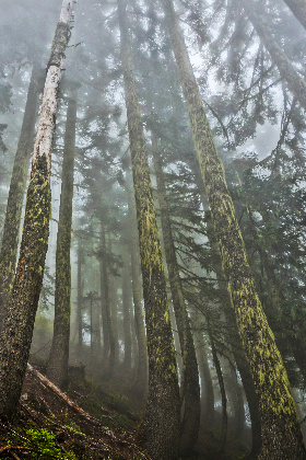 Trees near Mount Saint Helens